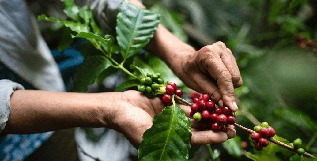 Capa Conteúdos Sebrae Play.jpg