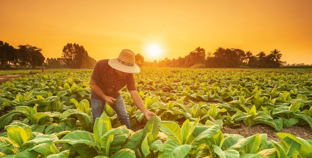 Capa Conteúdos Sebrae Play.jpg