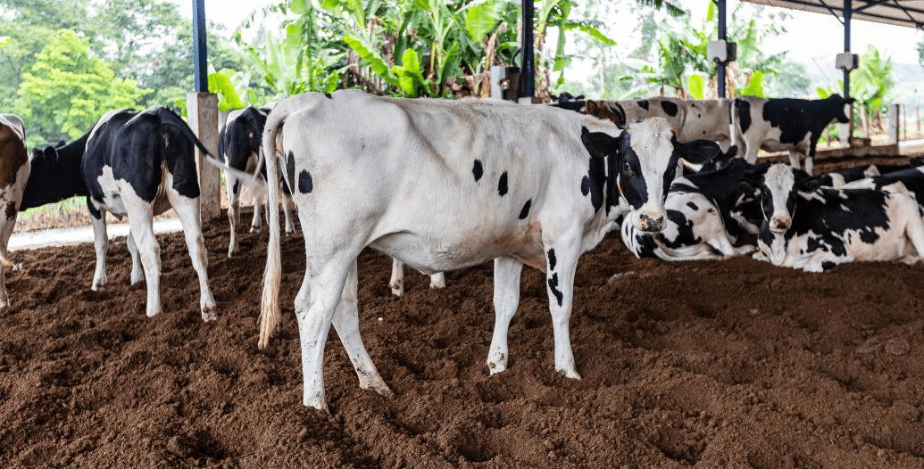 Capa Conteúdos Sebrae Play (15).jpg