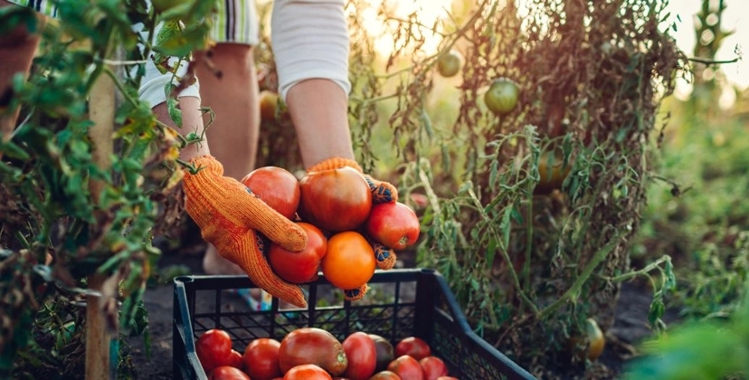 Capa Conteúdos Sebrae Play.jpg