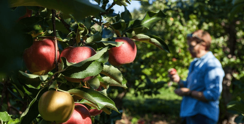 Capa Conteúdos Sebrae Play (1).jpg