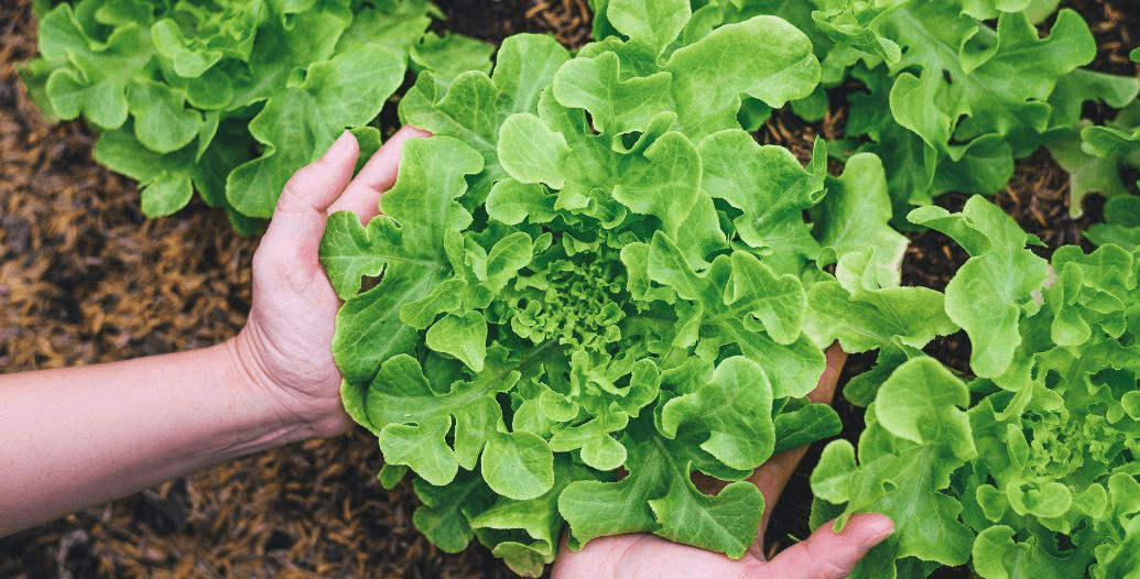 Capa Conteúdos Sebrae Play.jpg