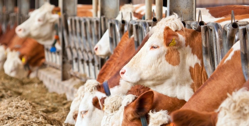 Capa Conteúdos Sebrae Play.jpg