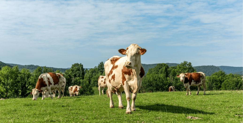 Capa Conteúdos Sebrae Play.jpg