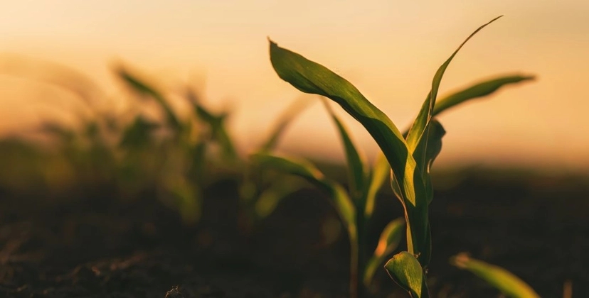 Capa Conteúdos Sebrae Play.jpg