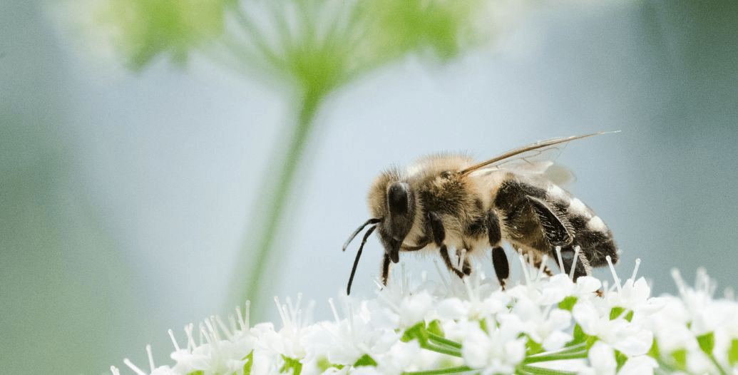 Capa Conteúdos Sebrae Play (1).jpg