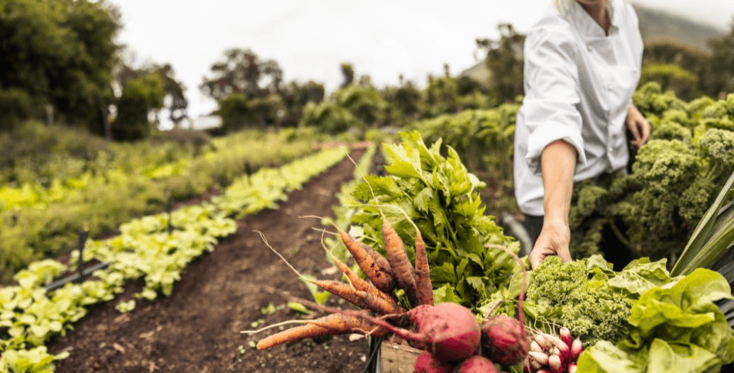 Capa Conteúdos Sebrae Play (5).jpg