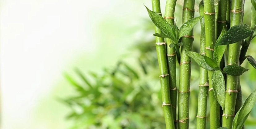 Capa Conteúdos Sebrae Play (1).jpg