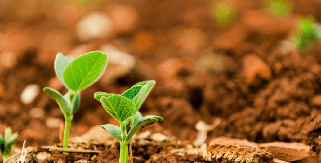 Capa Conteúdos Sebrae Play.jpg